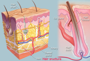 Hair structure and hair follicle