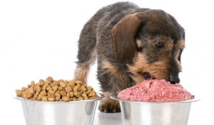 homemade-vs-commercial-pet-food-whats-best-for-your-dog-or-cat-2