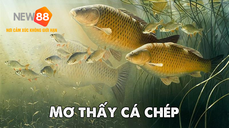 Giải Mã Giấc Mơ Thấy Cá Chép: Khám Phá Bí Ẩn May Mắn Đằng Sau Giấc Mơ 5 Mơ thấy cá chép là điềm báo gì?